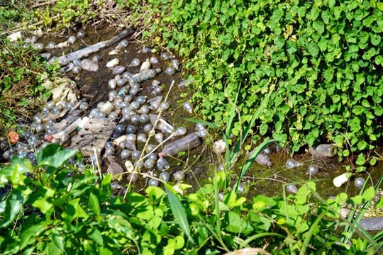 Thảm họa bóng đèn sau canh tác thanh long trái vụ 