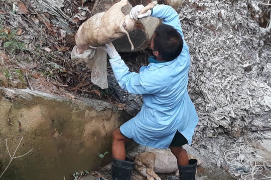 Phát hiện hàng chục bao tải lợn chết vứt dưới cống gần đầu nguồn sông Lam 
