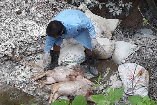 Người dân vứt lợn chết đầu nguồn sông Lam