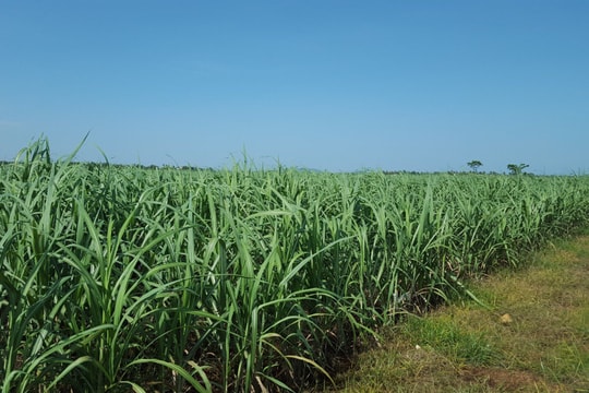 Công ty CP Mía đường Sông Lam đảm bảo bền vững vùng nguyên liệu mía