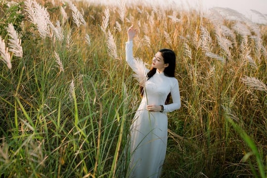 Choáng ngợp với đồng cỏ lau bên bãi bồi sông Lam