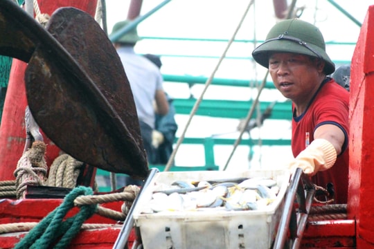 Một xã ven biển Nghệ An thu 75 tỷ đồng/tháng từ đánh bắt hải sản