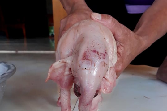 Chủ nhà tá hỏa khi lợn nái đẻ ra lợn con kỳ quái