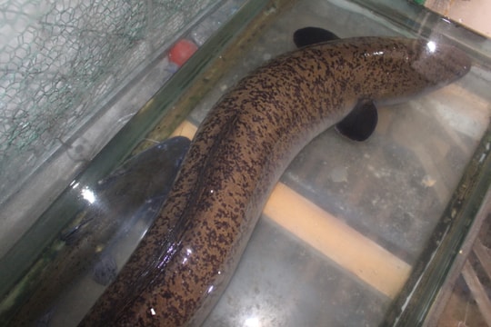 Người dân Nghệ An lại bắt được cá lệch khổng lồ trên sông Lam