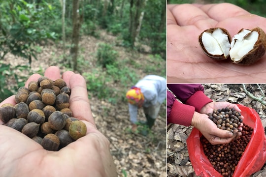 Nghệ An: Vào rừng nhặt hạt dẻ, người dân thu gần nửa triệu mỗi ngày