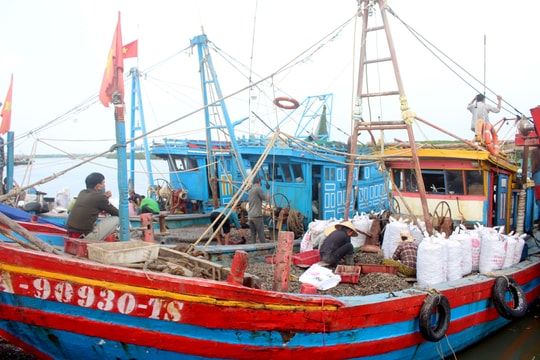 Ngư dân Nghệ An 'đút túi' tiền triệu mỗi ngày từ xuất khẩu ốc xoắn