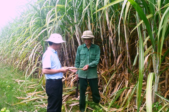 Công ty CP Mía đường Sông Con: Sẵn sàng cho vụ ép mới