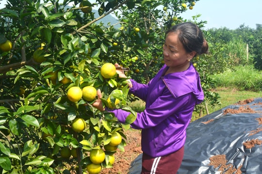 'Tuyệt chiêu' dùng thuốc lào, hoa cúc trị bệnh cho cam ở Nghệ An
