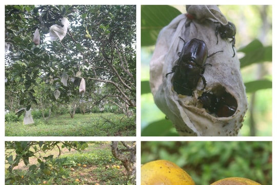 Hàng chục tấn cam ở Quỳnh Lưu bị rụng do côn trùng chích hút