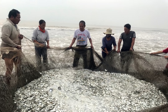 Kéo lưới rùng, ngư dân Nghệ An thu tiền triệu mỗi ngày  