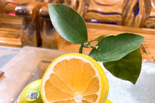 Hội chợ Cam Vinh năm 2019 sẽ được tổ chức tại Thủ đô Hà Nội