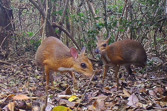 Phát hiện loài cheo cheo tưởng đã tuyệt chủng cách đây 30 năm ở Việt Nam