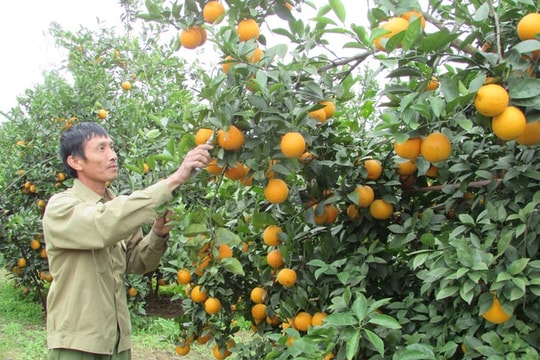 Hạn chế 'phát triển nóng' cây có múi ở vùng Bắc Trung Bộ