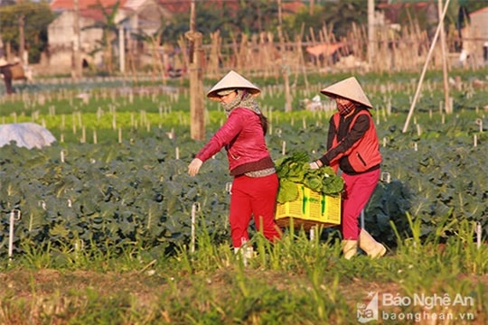 Nông dân Nghệ An ngày càng phát huy vai trò chủ thể trong xây dựng nông thôn mới