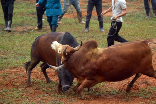 Đặc sắc hội chọi bò người Mông Nghệ An trong Ngày hội Đại đoàn kết