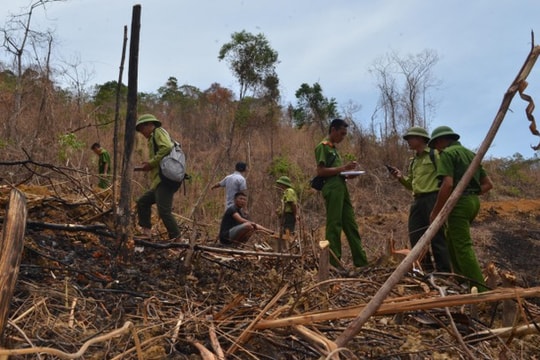 4 người bị phạt hơn 200 triệu do khai thác, vận chuyển lâm sản trái phép