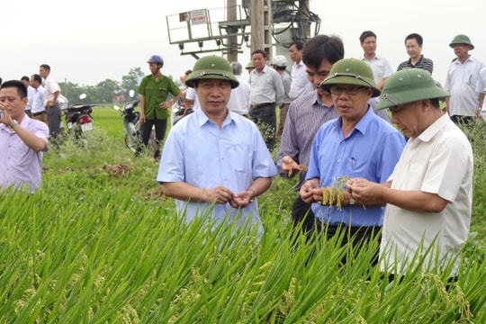 Sản xuất lúa giống ở Yên Thành tăng giá trị 15% 