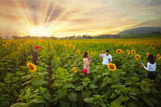 Đồng hoa hướng dương ở Nghệ An chuẩn bị khoe sắc 