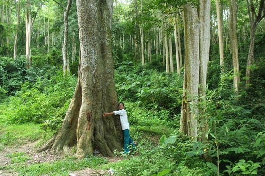 Tìm nguyên nhân để có biện pháp chống mất rừng, suy thoái rừng ở Bắc Trung bộ 