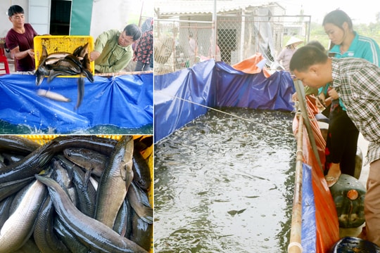 Nuôi cá lóc mõm nhím ở Quỳnh Lưu (Nghệ An) lãi hàng trăm triệu đồng