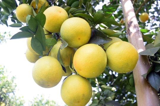 Thanh Chương ứng dụng khoa học kỹ thuật phát triển cây có múi