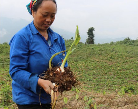 Khoai sọ đặc sản Kỳ Sơn mất mùa, nguy cơ thiếu giống cho năm sau