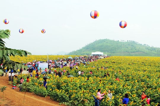 4 hoạt động chính của Lễ hội hoa hướng dương năm 2019