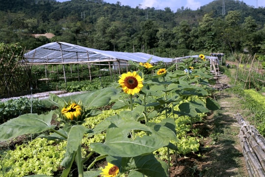 Cánh đồng ngập tràn rau và hoa ở bản người Thái  