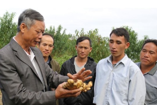  Sản phẩm gừng Kỳ Sơn được cấp chỉ dẫn địa lý 