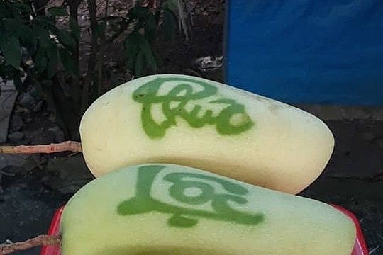 300.000 đồng một trái xoài 'nhả chữ'