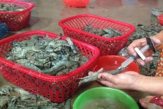 Cách đơn giản nhận biết tôm bơm tạp chất thạch