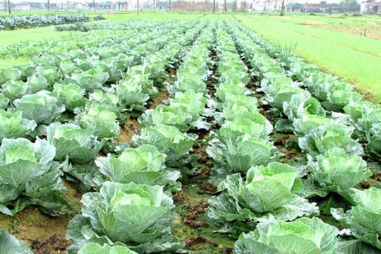 Nghệ An được JICA chọn tiếp tục khảo sát, xây dựng dự án chuỗi giá trị thực phẩm 