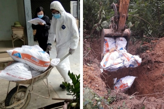 Cúm gia cầm H5N6 xuất hiện tại xã Quỳnh Tam (Quỳnh Lưu)