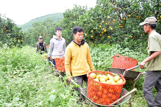 Người xây dựng thành công thương hiệu cam Thiên Sơn trên đất lúa