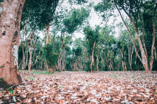 Khám phá vẻ đẹp hiếm có của rừng sở 60 tuổi ở Nghệ An 