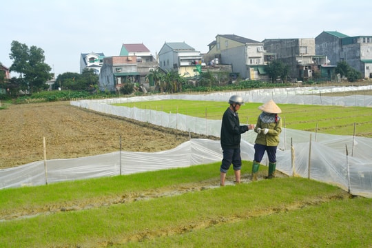 Bất chấp khuyến cáo, nông dân ở Nghệ An gieo mạ sớm, không phủ nilon
