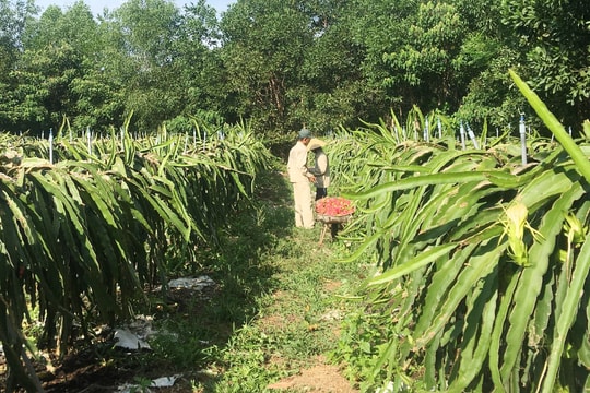 100% xã ở Đô Lương đạt tiêu chí số 13 về tổ chức sản xuất trong nông thôn mới