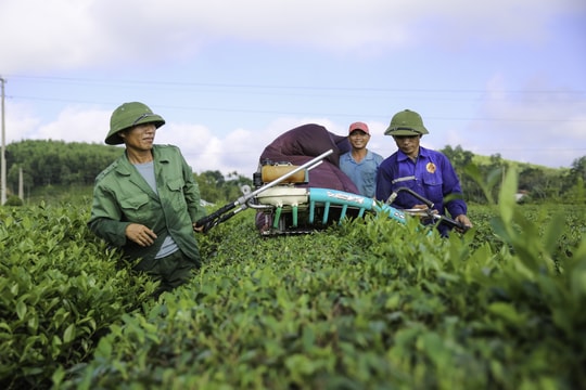 Thanh Chương: Nhiều nông sản đã 'bén' thương hiệu