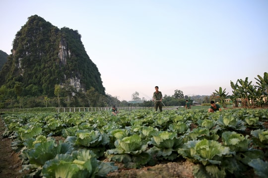 Vườn rau xanh mướt nơi vùng đất khó của Binh đoàn Thảo Nguyên