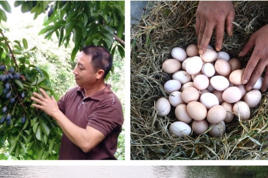 Trứng gà, trám đen, chè xanh và nhiều đặc sản Nghệ An tham gia hội thi phân hạng toàn tỉnh 