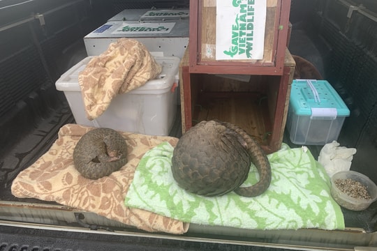 Phát hiện xe khách vận chuyển 8 cá thể tê tê quý hiếm 