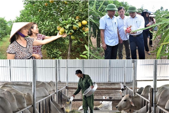 Nghệ An: Xây dựng 146 mô hình khuyến nông trong năm 2019