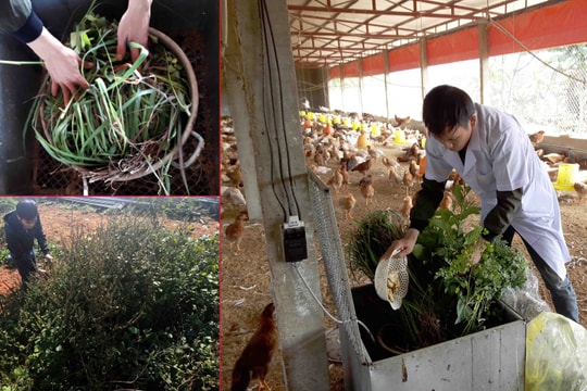 Bỏ việc lương cao, kỹ sư Nghệ An về quê nuôi gà bằng... tảo xoắn, dế, thảo dược 