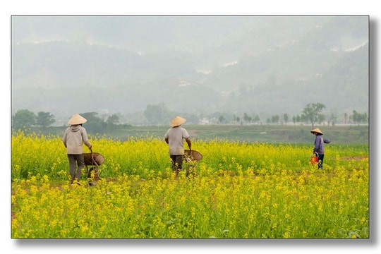 Nao lòng với sắc vàng mùa hoa cải ven sông Lam