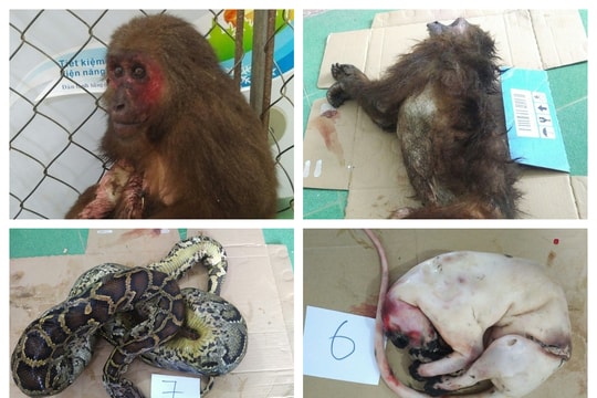 Người phụ nữ cất giấu 60 kg động vật hoang dã quý hiếm trong nhà 