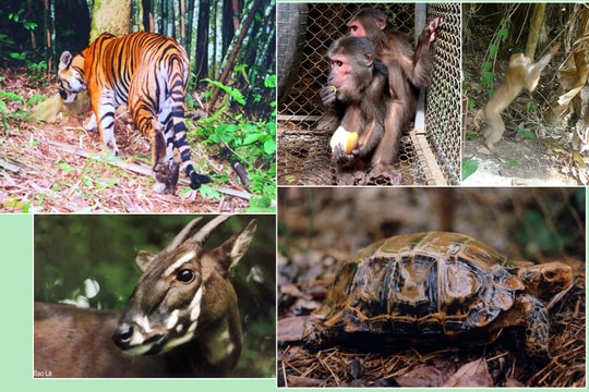 Vườn Quốc gia Pù Mát cứu hộ thành công hàng trăm động vật quý hiếm