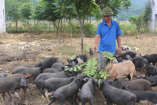 Lợn đen bản địa tăng giá mạnh