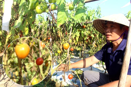 Nhiều diện tích cà chua ở Quỳnh Lưu chết bất thường