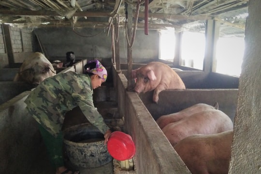 Nghệ An: Một hộ dân bán được lợn nái giá kỷ lục 24 triệu đồng