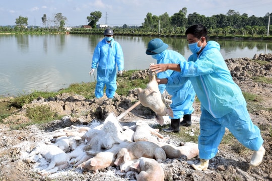 Nghệ An: Dịch tả lợn châu Phi tái bùng phát ở huyện Diễn Châu